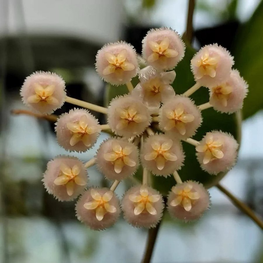 Hoya lacunosa ’Asami’ - rotad stickling