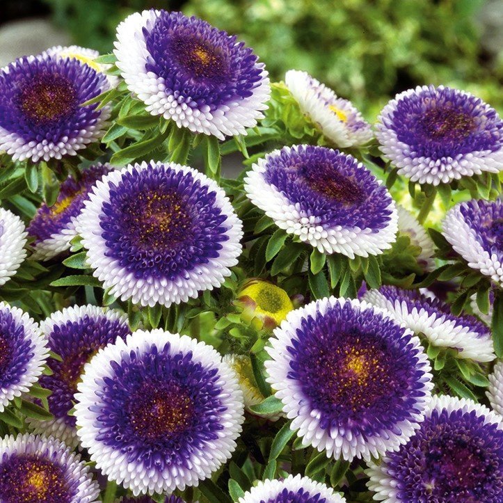 Aster Blue Moon ettårig höjd ca 50 cm blommar augusti-oktober ca 40 frön