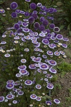 Aster Blue Moon ettårig höjd ca 50 cm blommar augusti-oktober ca 40 frön