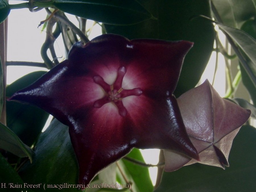 Hoya macgillivrayii cv Rainforest- välrotad stickl