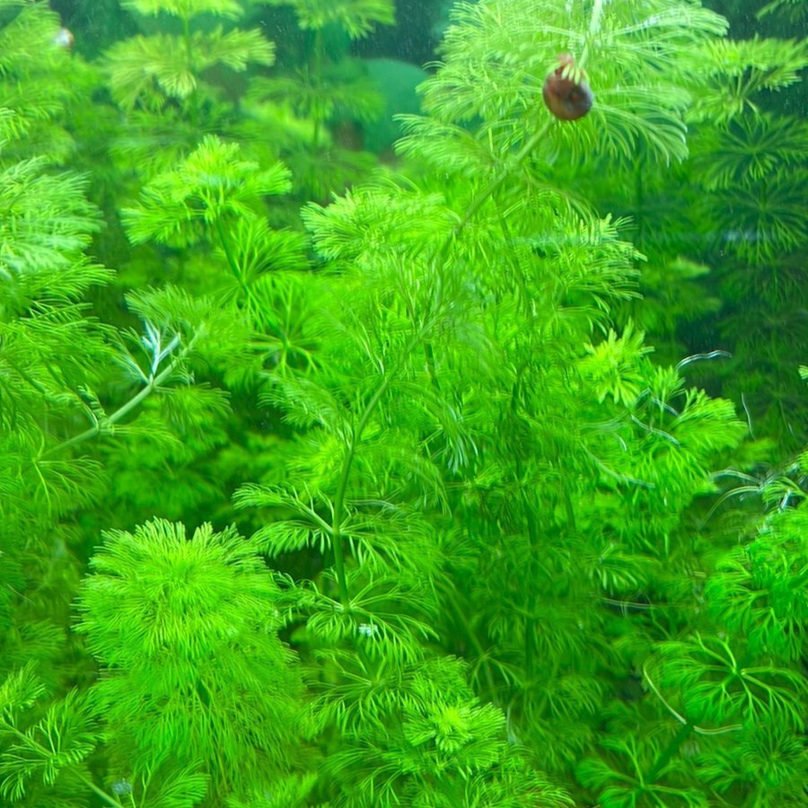 Akvarieväxt (Limnophila Sessiflora)