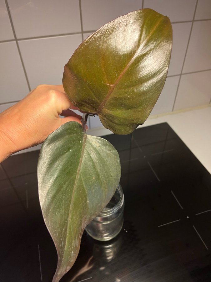 Philodendron New Red Toppstickling!