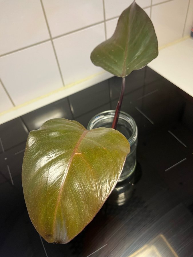 Philodendron New Red Toppstickling!