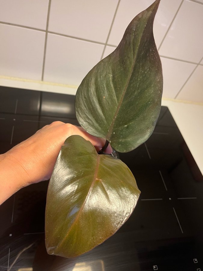 Philodendron New Red Toppstickling!