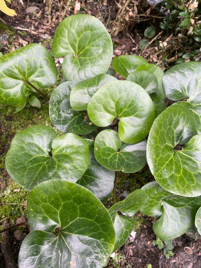 Hasselört Asarum europaeum 10 st