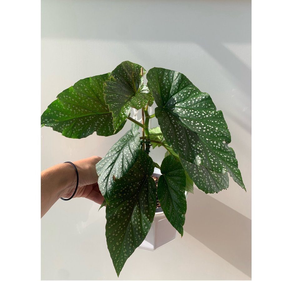 Begonia planta