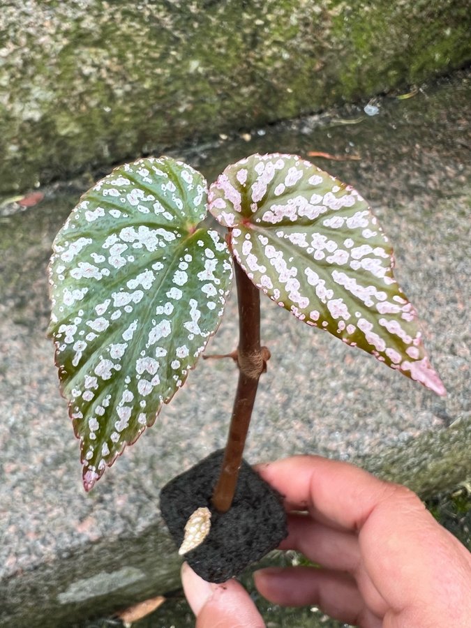 Begonia U062