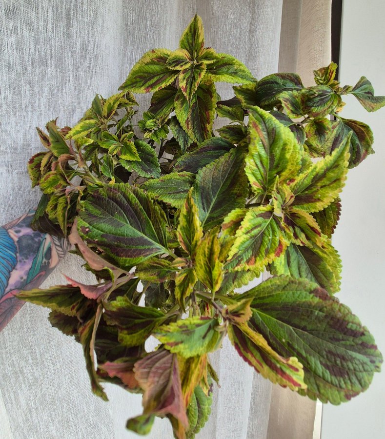 Palettblad/coleus COMBAT stickling