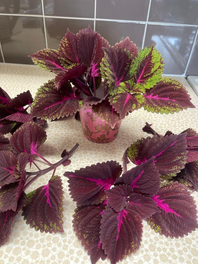 Palettblad, coleus China Rose