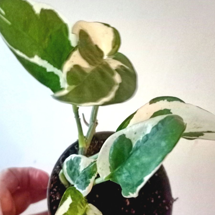 GULLRANKA " N' JOY " - EPIPREMNUM AUREUM - planta