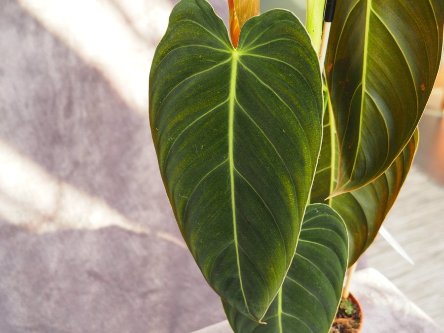 Philodendron Melano Chrysum - sällsynd planta