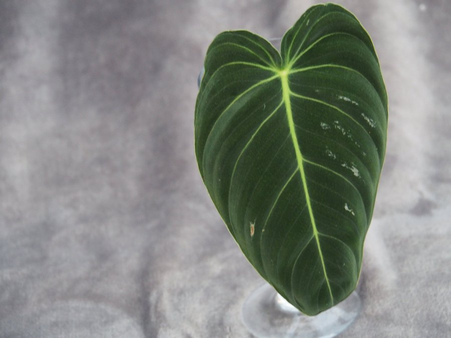 Philodendron Melano Chrysum - sällsynd planta