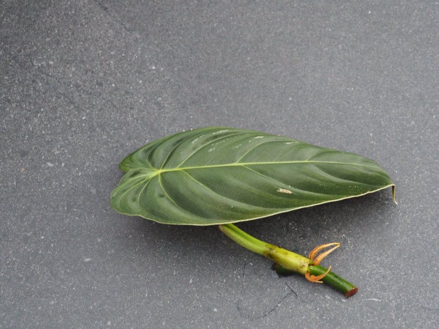 Philodendron Melano Chrysum - sällsynd planta