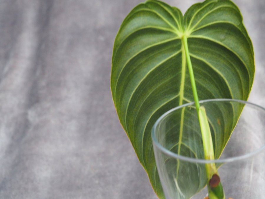 Philodendron Melano Chrysum - sällsynd planta