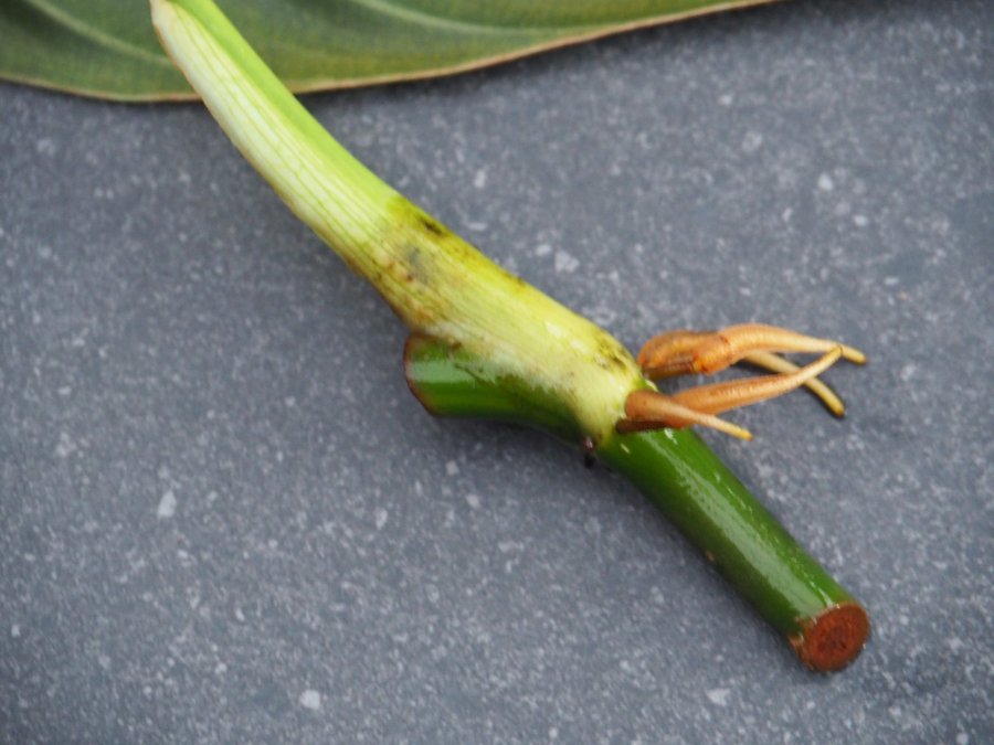 Philodendron Melano Chrysum - sällsynd planta