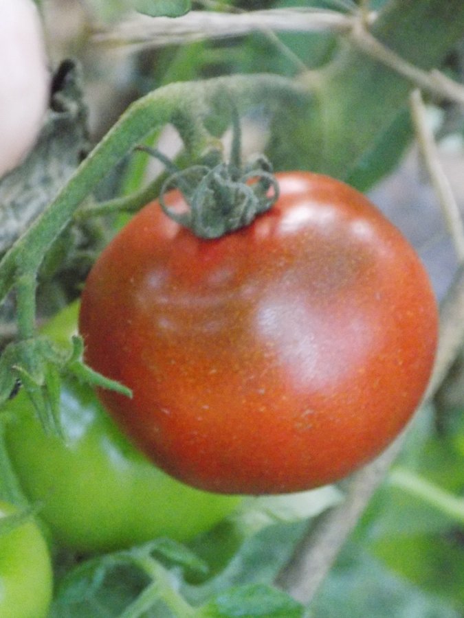 3 sorter dwarf tomato project frö *kangaroo paw brown  yellow sleeping lady*