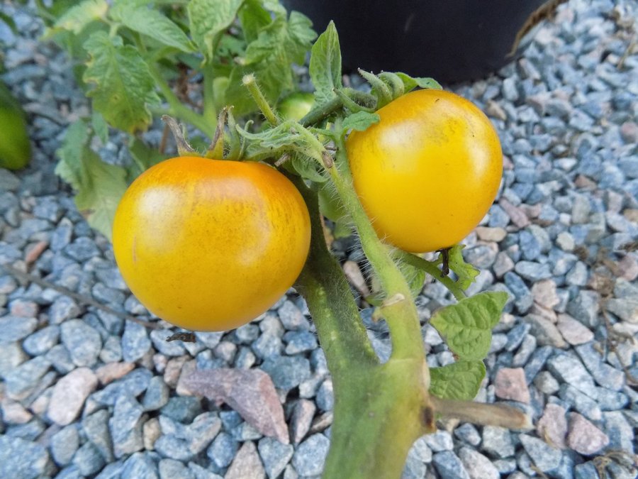 3 sorter dwarf tomato project frö *kangaroo paw brown  yellow sleeping lady*