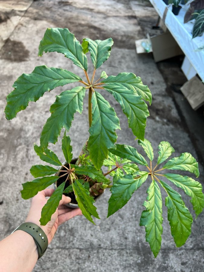 Begonia Carolineifolia