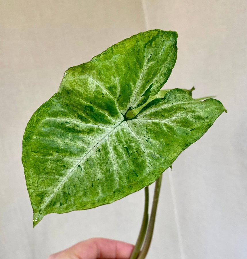 Syngonium Freckles