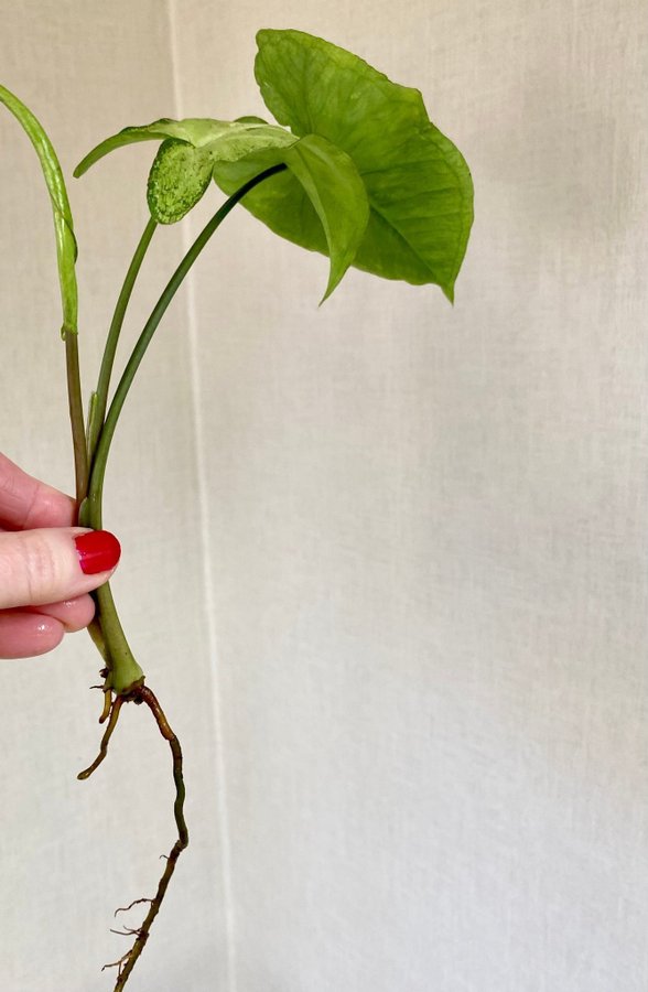 Syngonium Freckles