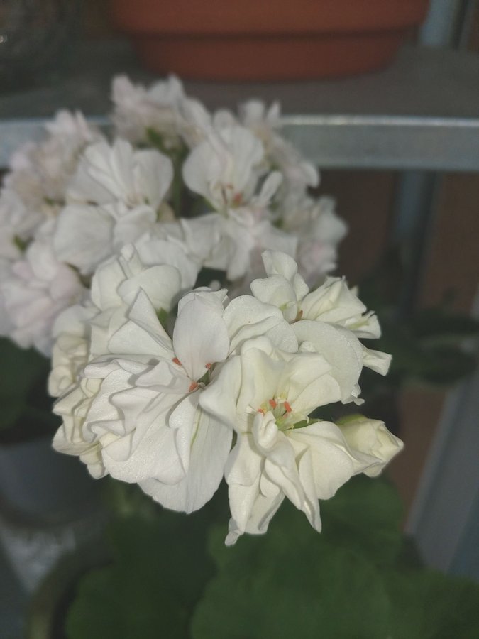 PELARGONTORNEDALEN