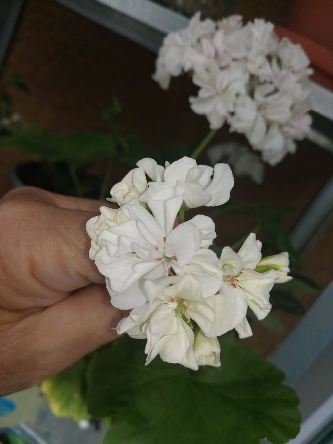 PELARGONTORNEDALEN