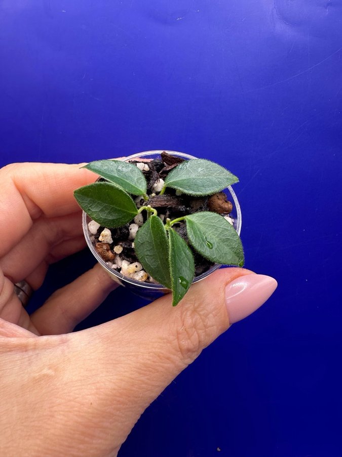 Hoya sp Papua - rotade sticklingar