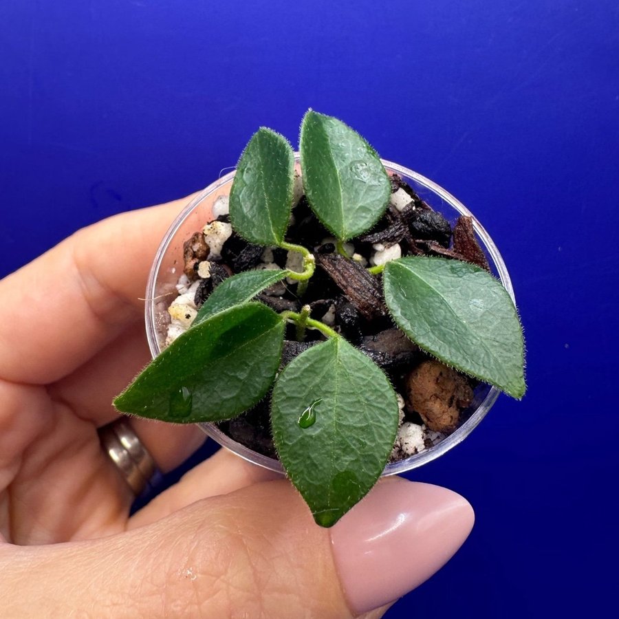 Hoya sp Papua - rotade sticklingar