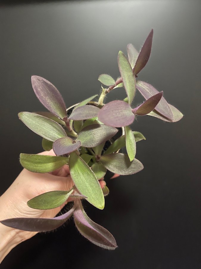 Purpurblad, Tradescantia pallida, 5 Sticklingar, planta, växt