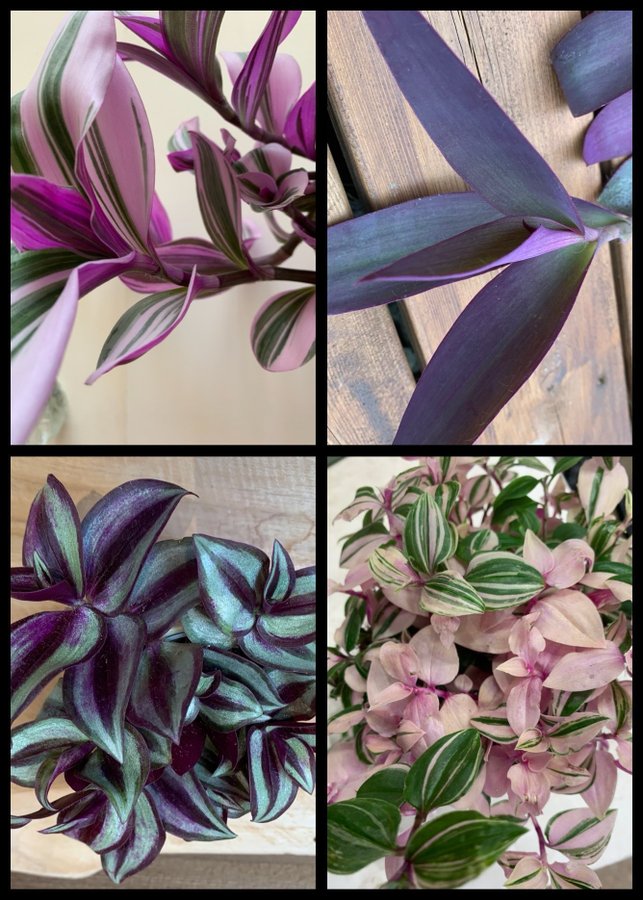 8 olika sticklingar av Tradescantia ( Zebrina, Purpurblad, Nanouk…..