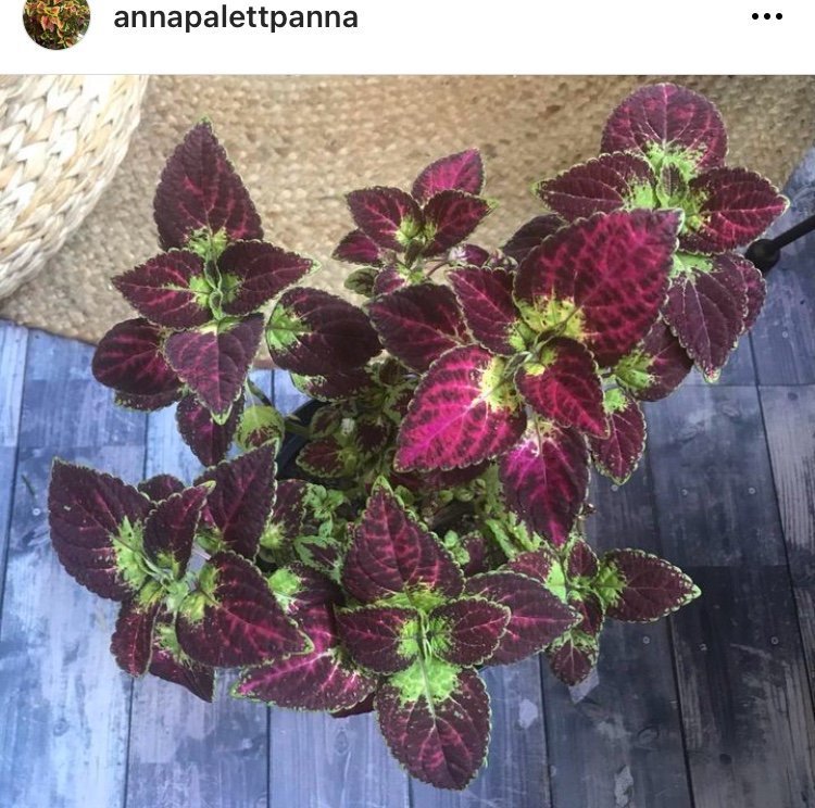 Avatar stickling palettblad coleus