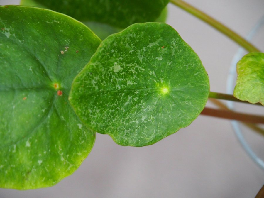 Pilea Sugar Elefantöra variegata stor planta