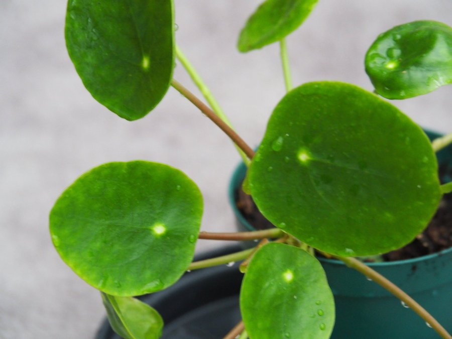 Pilea Sugar Elefantöra variegata stor planta