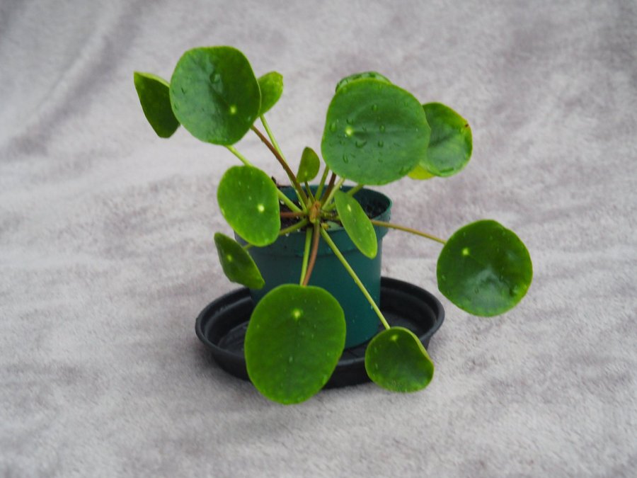 Pilea Sugar Elefantöra variegata stor planta