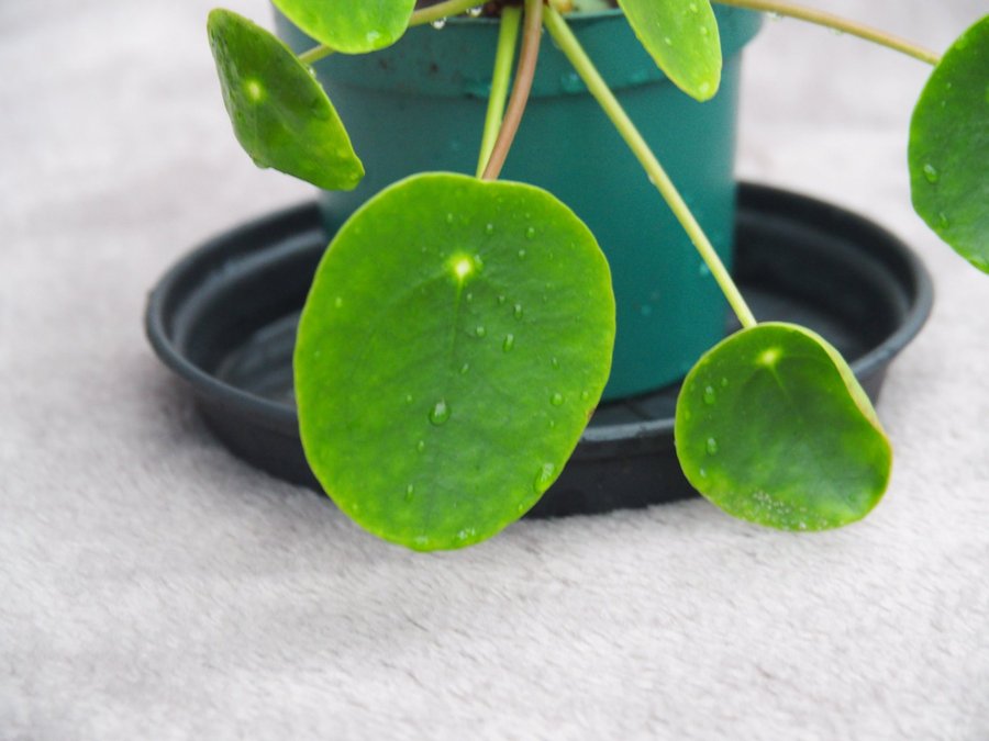 Pilea Sugar Elefantöra variegata stor planta