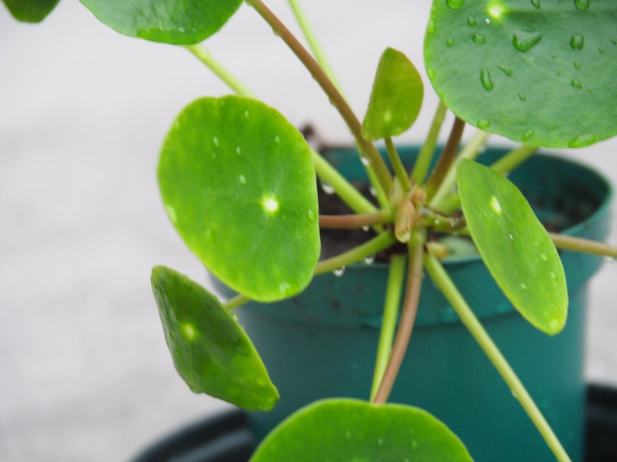 Pilea Sugar Elefantöra variegata stor planta