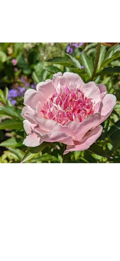 Vacker Pion Paeonia Do Tell