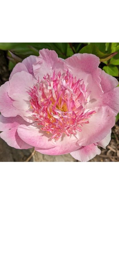 Vacker Pion Paeonia Do Tell