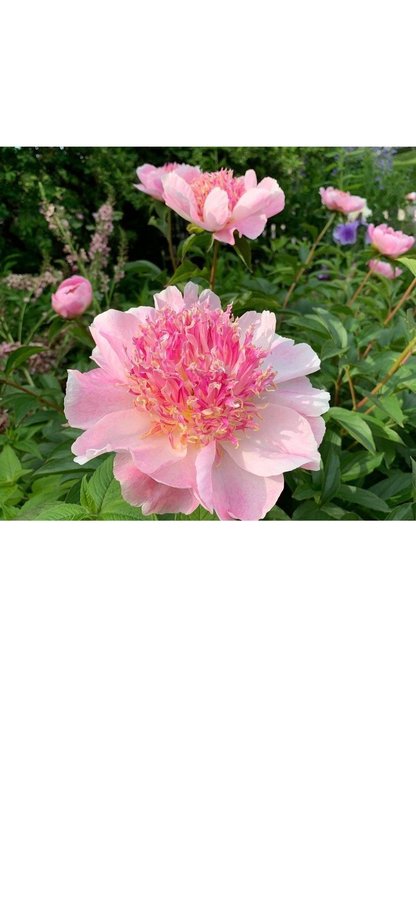 Vacker Pion Paeonia Do Tell