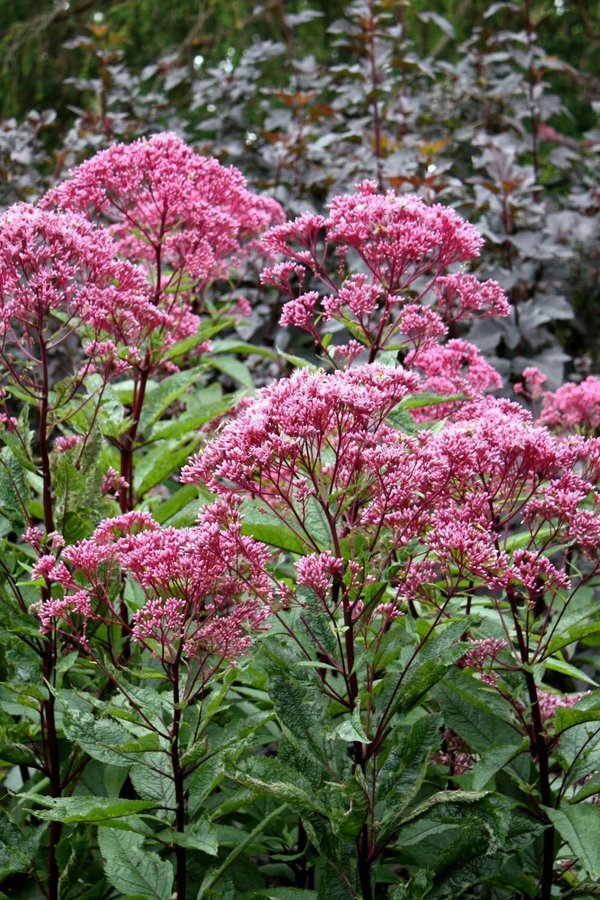 NYHET! Rosenflockel 20st frön