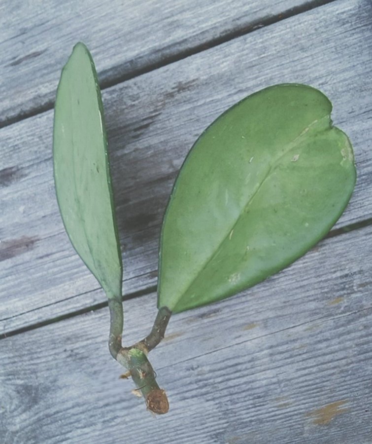 Hoya Obovata Splash / Porslinsblomma