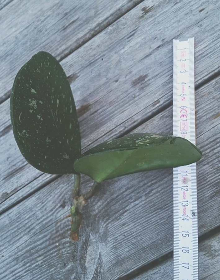 Hoya Obovata Splash / Porslinsblomma