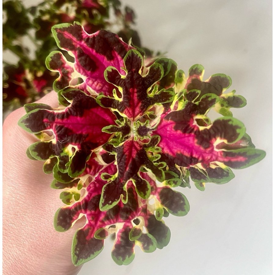 Stickling Palettblad Coleus Burgundy Wedding Train