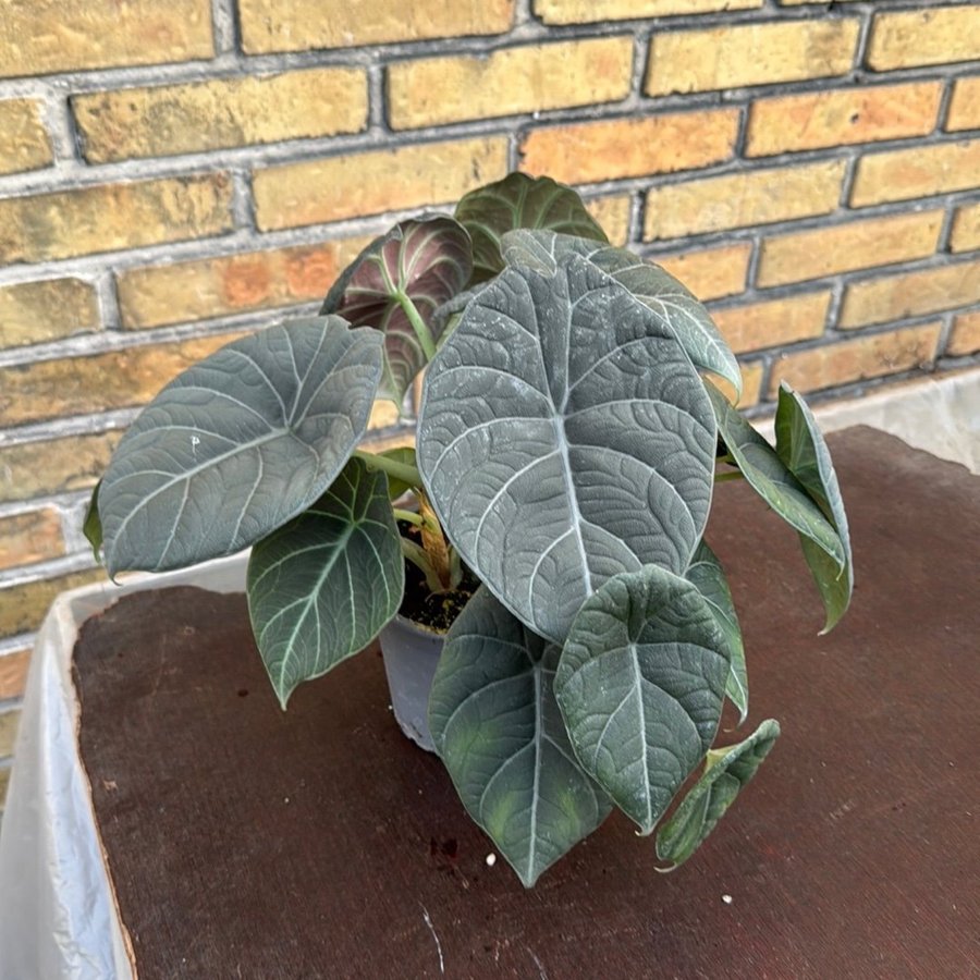 Alocasia marharani