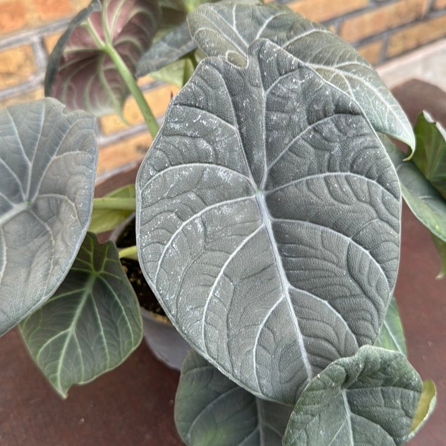 Alocasia marharani