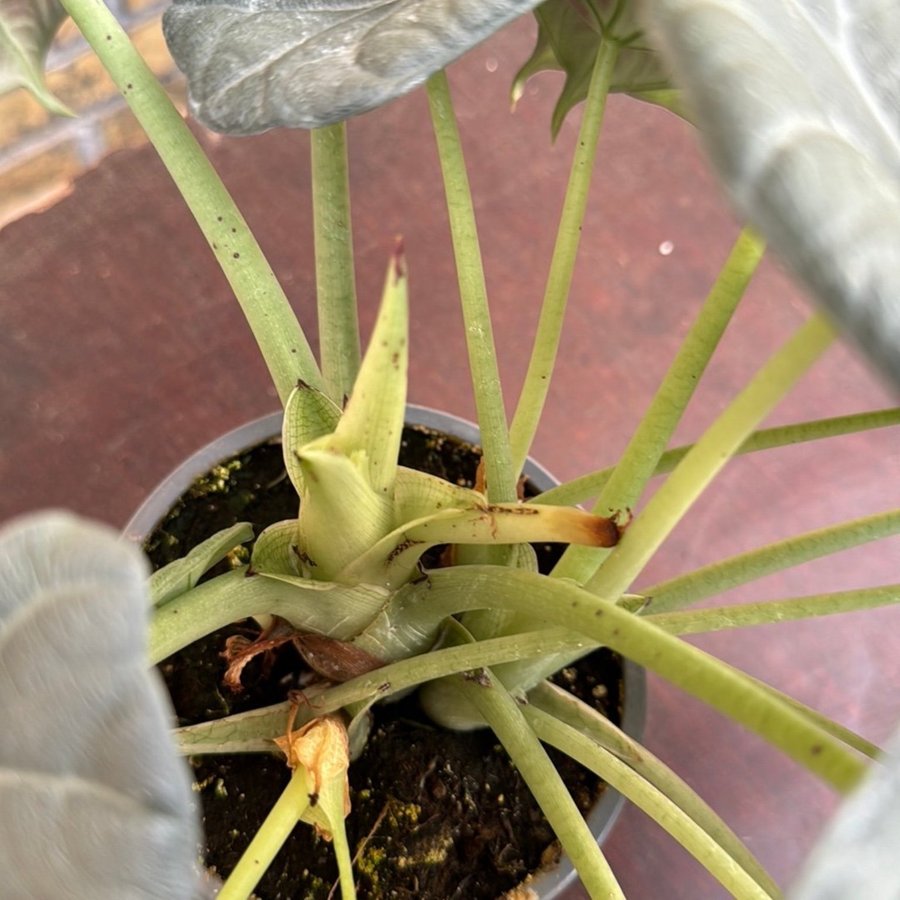 Alocasia marharani