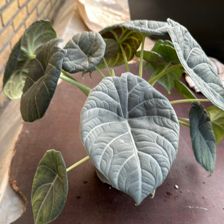 Alocasia marharani