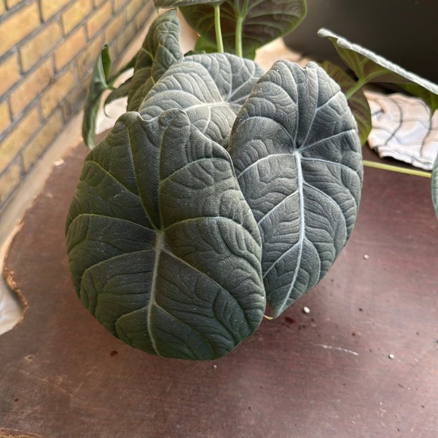 Alocasia marharani