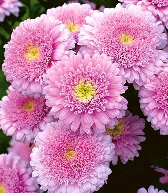 Aster Sidonia, rosa, höjd 50-80 cm, blommar juli-sept., 50 frö