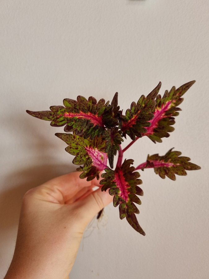 Palettblad Coleus Stickling